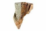 Partial Triceratops Shed Tooth - Montana #72496-1